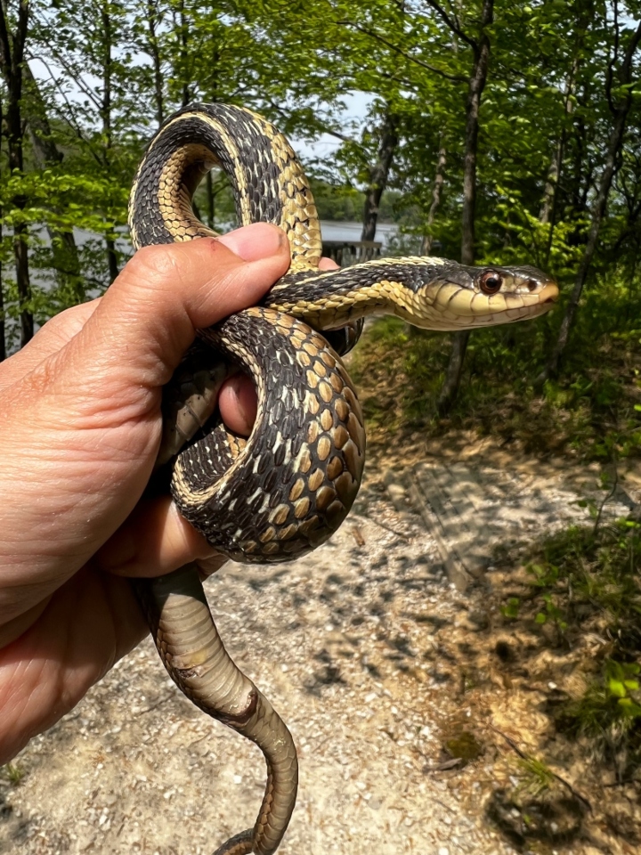Eastern Garter Snake
